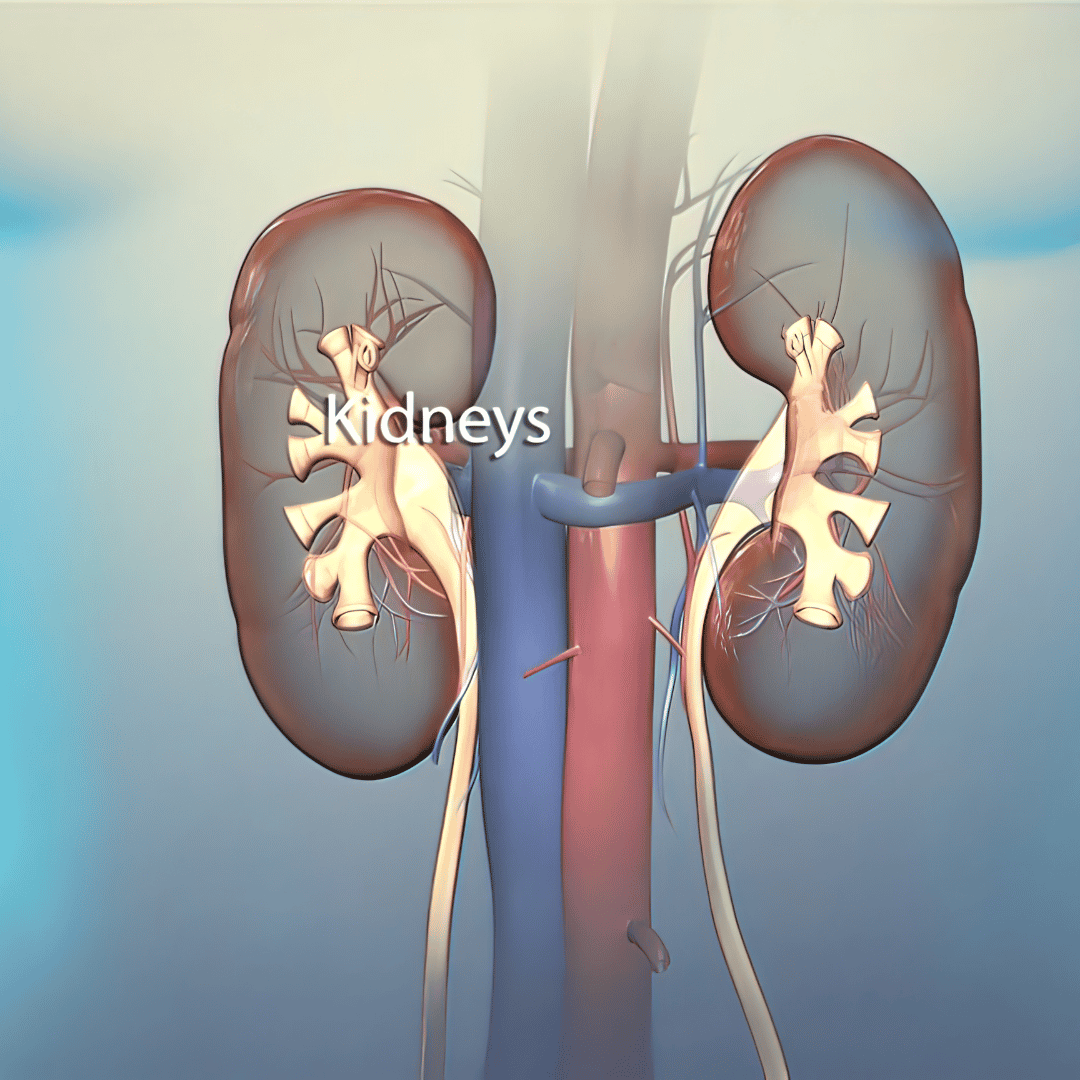Stem Cell Therapy in India for Kidney Failure – Best Package at Dr. Pravin Patel Hospital, Asia