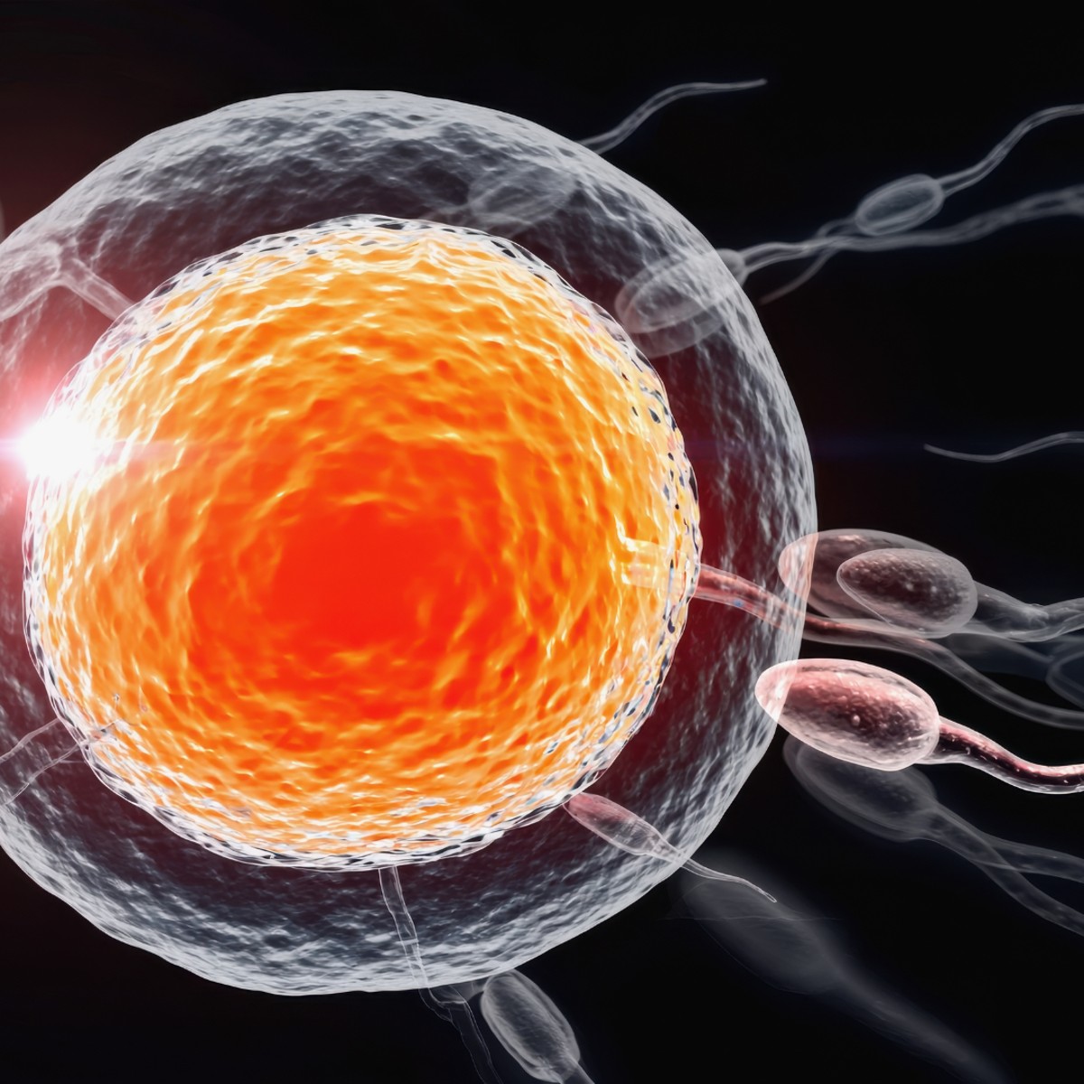 Egg Donation Cyprus vs. Spain: Your Guide to Fertility Treatment Abroad